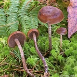 Psilocybe fuscofulva image