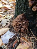 Phaeotremella foliacea image