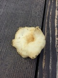 Lentinus suavissimus image