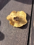 Lentinus suavissimus image