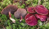 Boletus paluster image