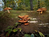 Gymnopilus luteus image