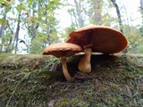 Gymnopilus luteus image