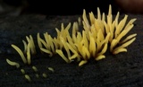 Calocera cornea image