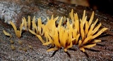 Calocera cornea image