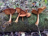 Gymnopilus luteus image