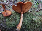 Gymnopilus luteus image