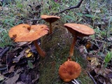 Gymnopilus luteus image