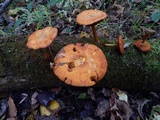 Gymnopilus luteus image