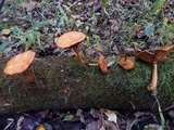 Gymnopilus luteus image