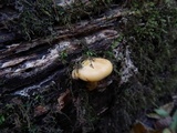 Gymnopilus luteus image