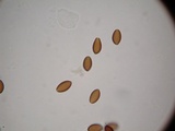 Psilocybe hoogshagenii var. convexa image