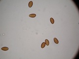 Psilocybe hoogshagenii var. convexa image