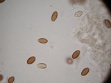 Psilocybe hoogshagenii var. convexa image