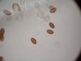 Psilocybe hoogshagenii var. convexa image
