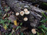 Pholiota squarrosoides image