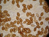 Psilocybe hoogshagenii var. convexa image