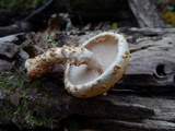 Pholiota squarrosoides image