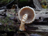 Pholiota squarrosoides image