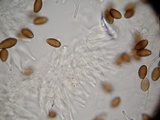 Psilocybe hoogshagenii var. convexa image