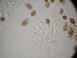 Psilocybe hoogshagenii var. convexa image
