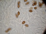 Psilocybe hoogshagenii var. convexa image