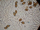 Psilocybe hoogshagenii var. convexa image