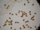 Psilocybe hoogshagenii var. convexa image