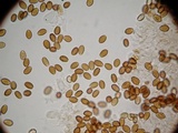 Psilocybe hoogshagenii var. convexa image