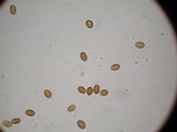 Psilocybe hoogshagenii var. convexa image
