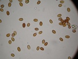 Psilocybe hoogshagenii var. convexa image