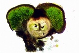 Staurothele areolata image