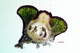 Staurothele areolata image