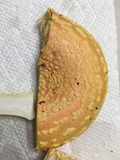 Amanita persicina image