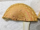 Amanita persicina image