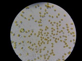 Gymnopilus luteus image
