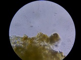 Gymnopilus luteus image