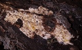 Mycoacia nothofagi image