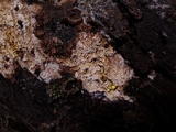 Mycoacia nothofagi image