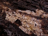 Mycoacia nothofagi image