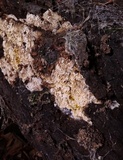 Mycoacia nothofagi image
