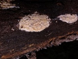 Mycoacia nothofagi image
