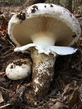 Catathelasma ventricosum image