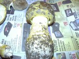 Amanita augusta image