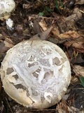 Catathelasma ventricosum image