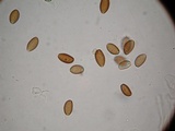 Psilocybe azurescens image