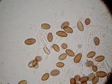 Psilocybe azurescens image