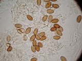 Psilocybe azurescens image