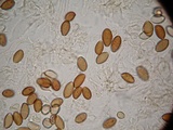 Psilocybe azurescens image