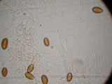 Psilocybe azurescens image